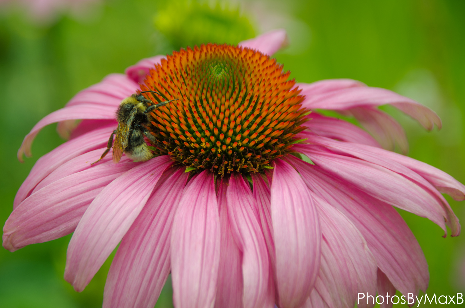 Biene auf pinker Blume