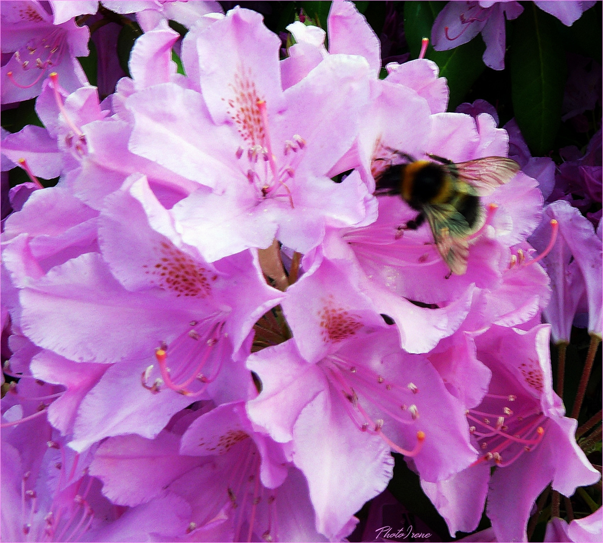 Biene auf Rhododendron  