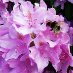 Biene auf Rhododendron  