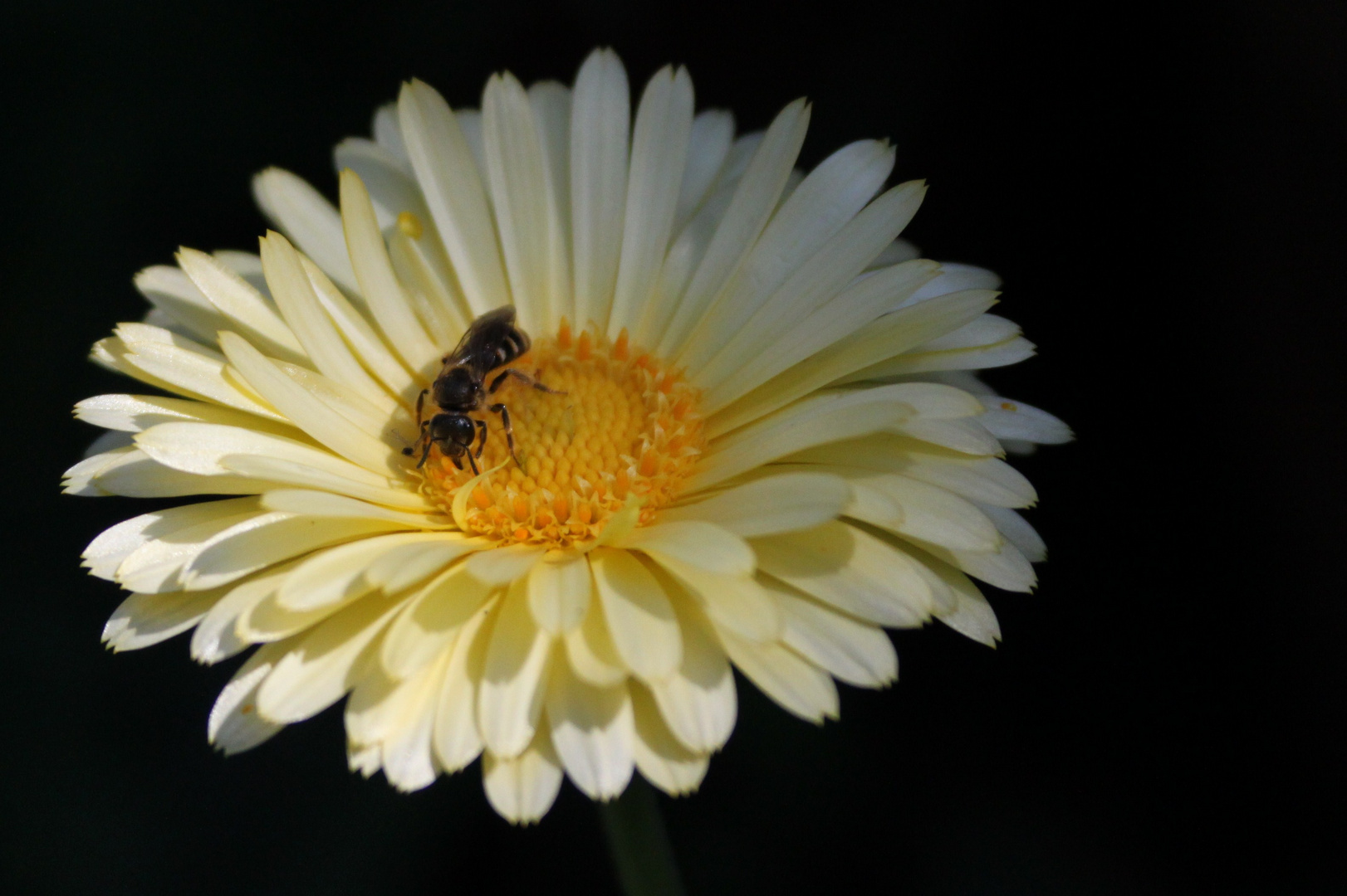 Biene auf Ringelblume