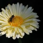 Biene auf Ringelblume