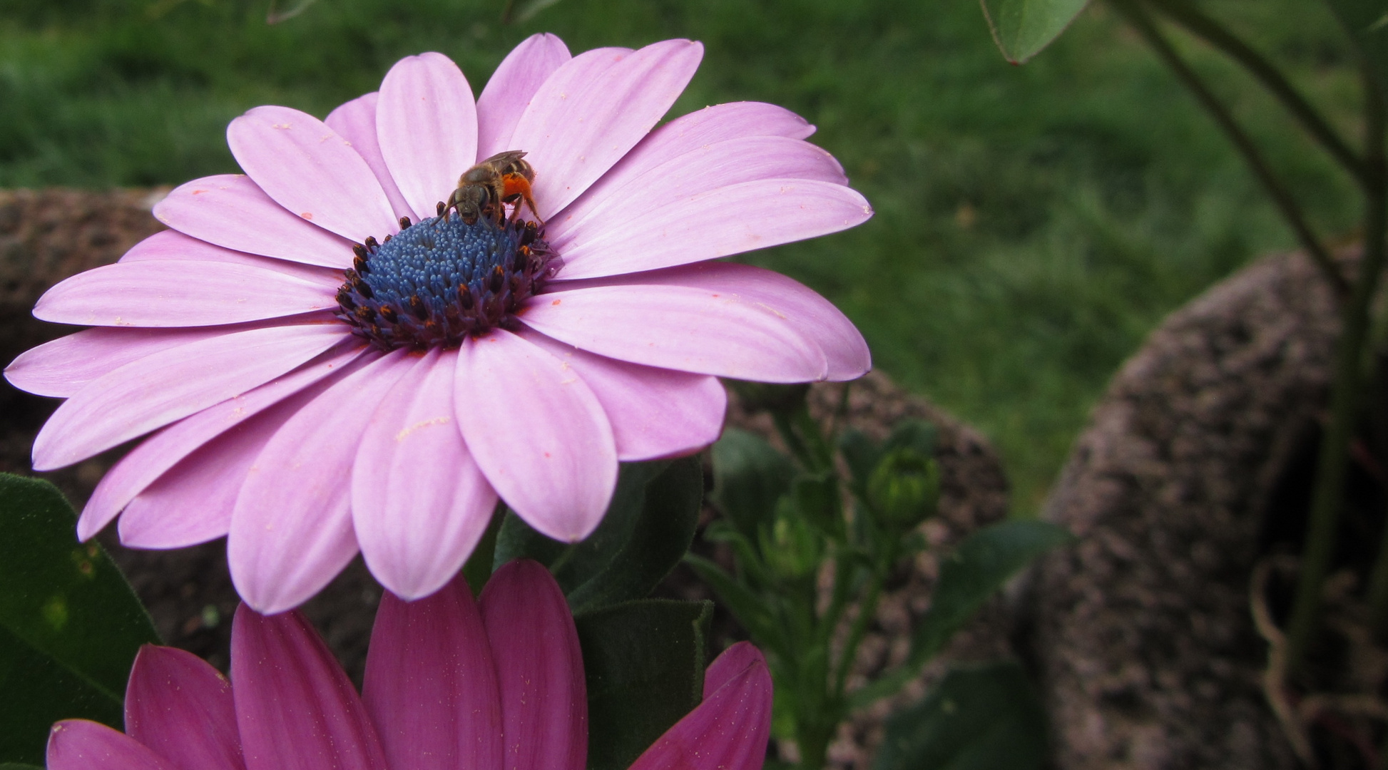 Biene auf rosa Gerbera