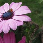 Biene auf rosa Gerbera