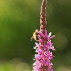 Biene auf rosaner Pflanze