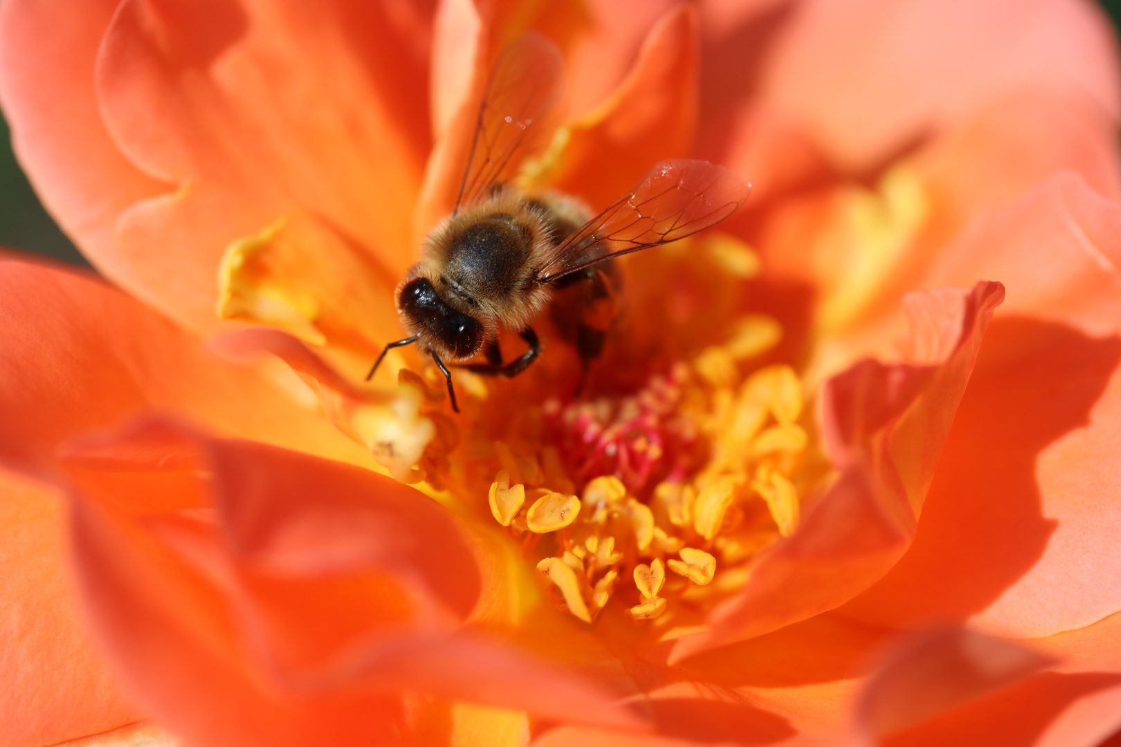 Biene auf Rose