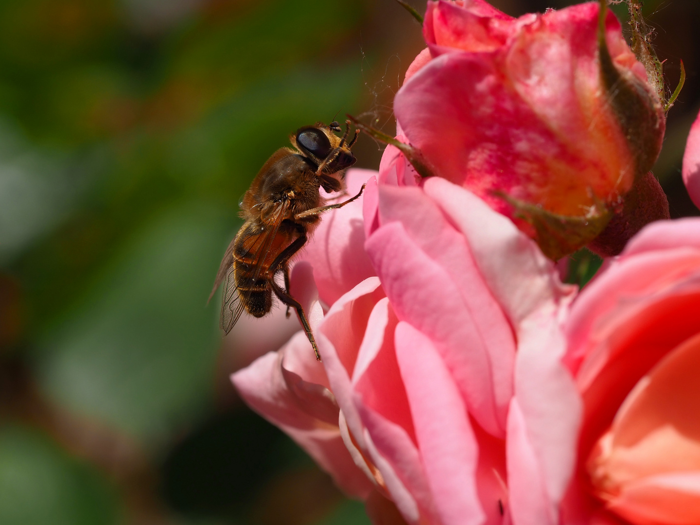 Biene auf Rose