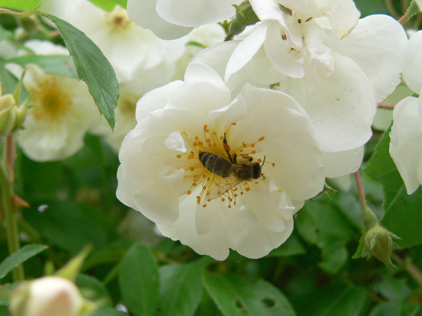 Biene auf Rose