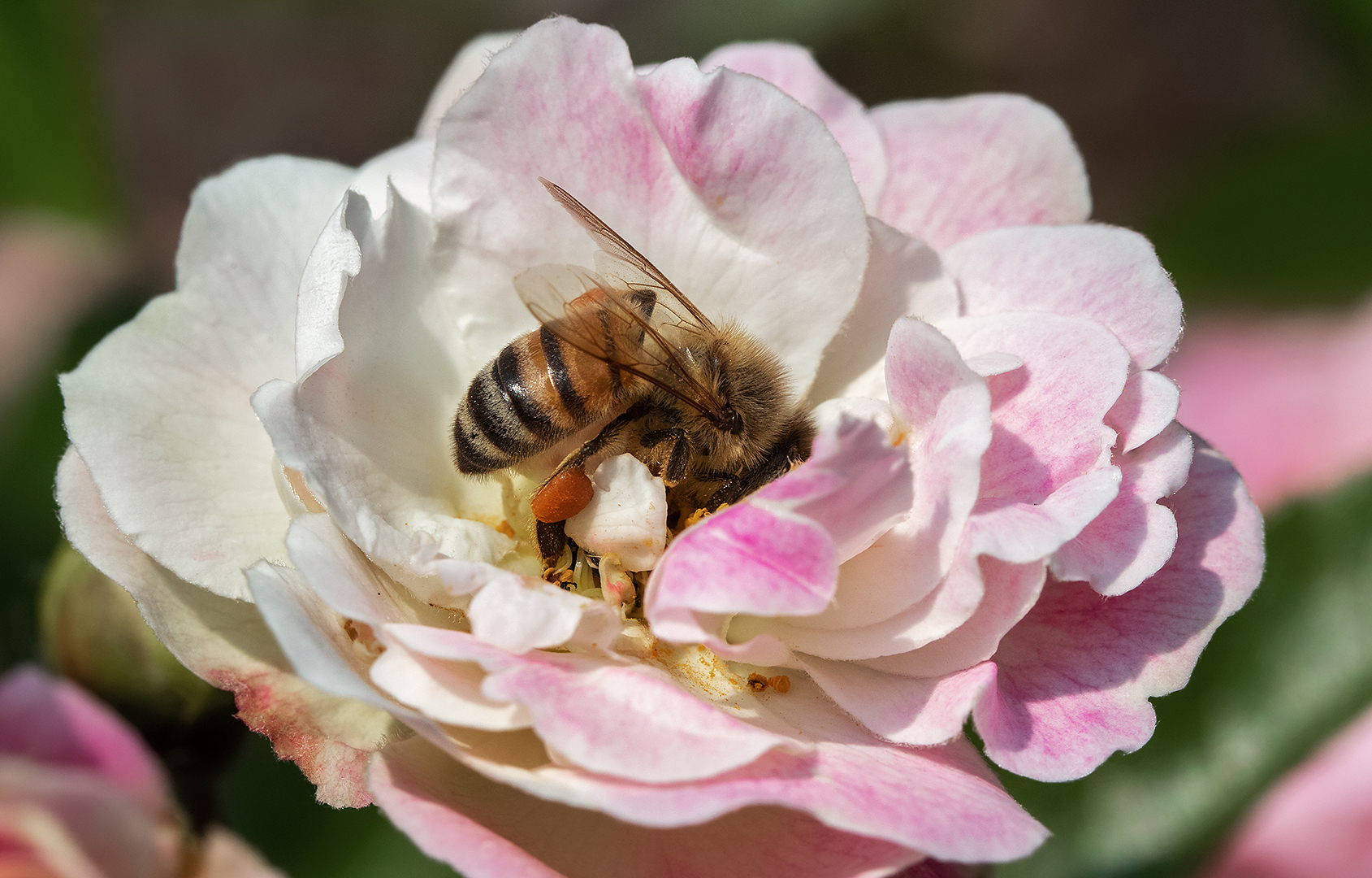 Biene auf Rosenblüte 002