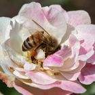 Biene auf Rosenblüte 002