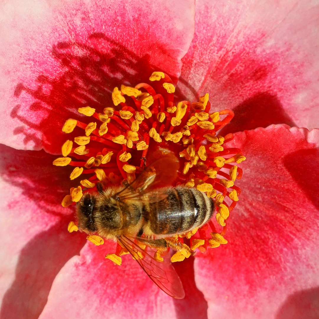 Biene auf Rosenblüte