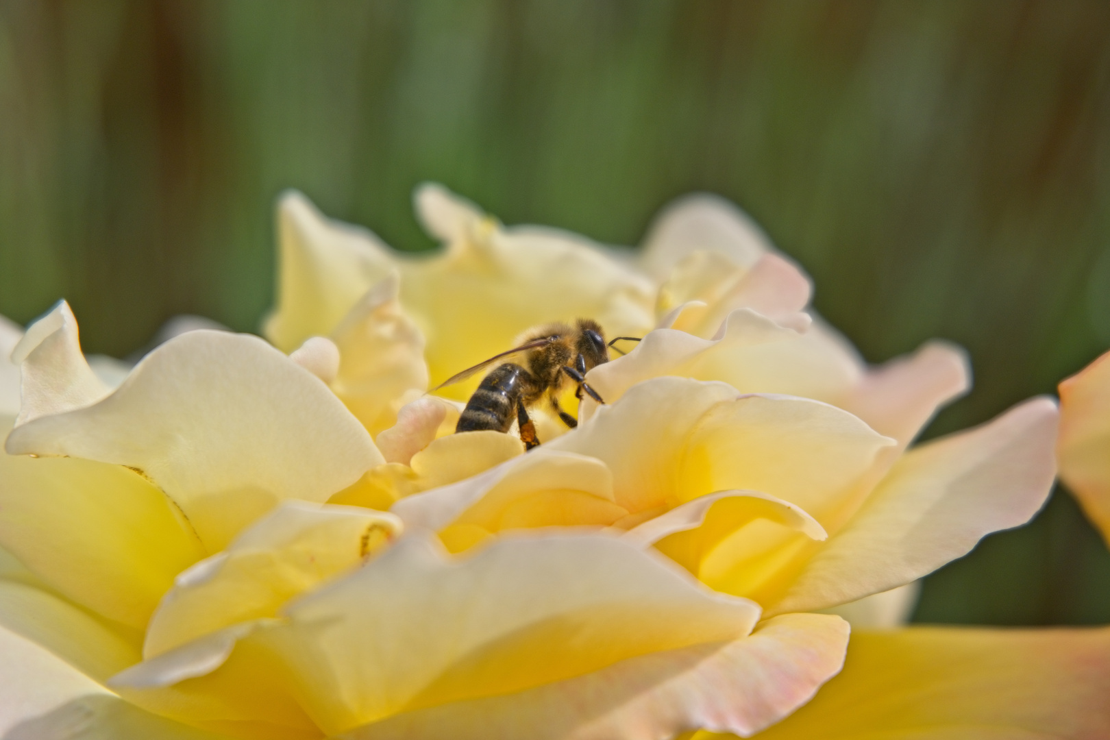 Biene auf Rosenblüte