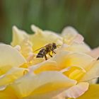 Biene auf Rosenblüte