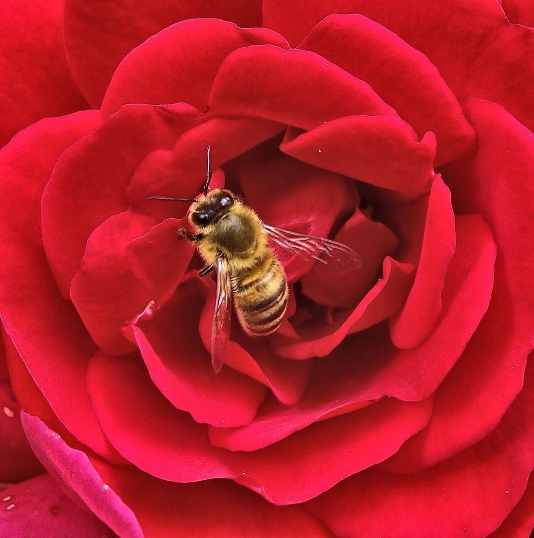 biene auf rot 2