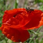 Biene auf rotem Mohn