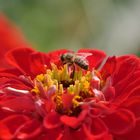 Biene auf roter Blüte