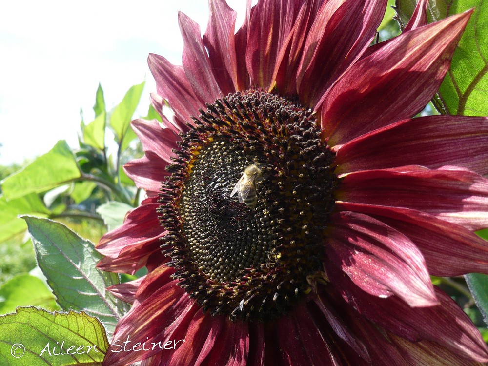 Biene auf roter Sonnenblume