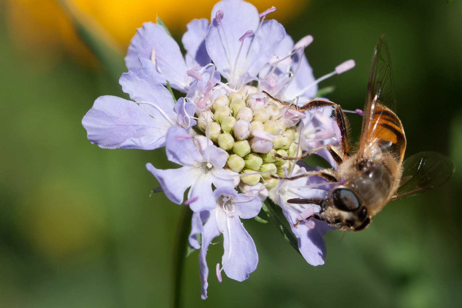 Biene auf Scabiose 