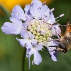 Biene auf Scabiose 