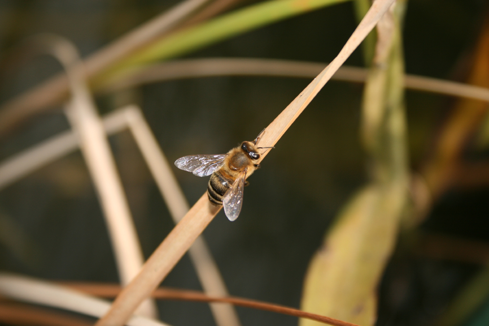 Biene auf Schilf