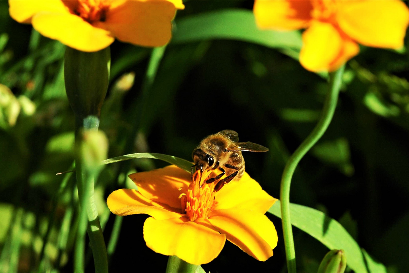 Biene auf schmalblättriger Studentenblume