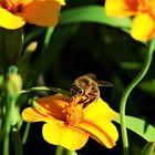 Biene auf schmalblättriger Studentenblume