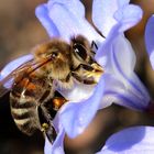 Biene auf Schneeglanz-Blüte