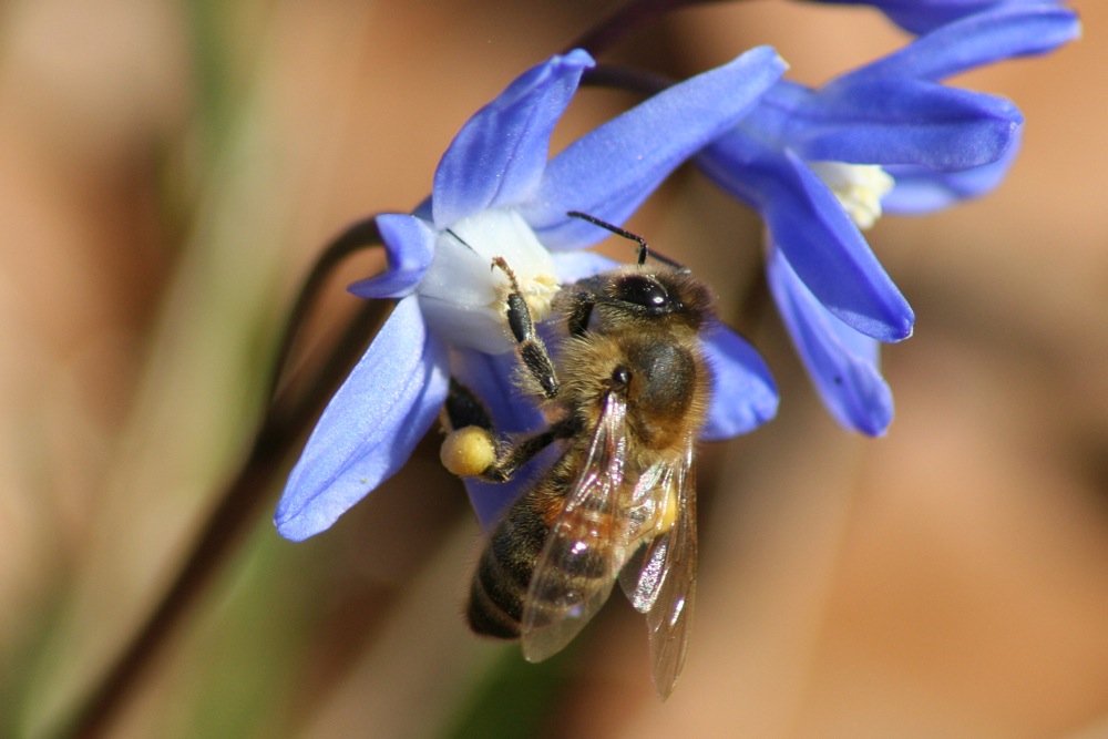 Biene auf Scilla