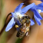 Biene auf Scilla