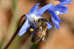 Biene auf Scilla