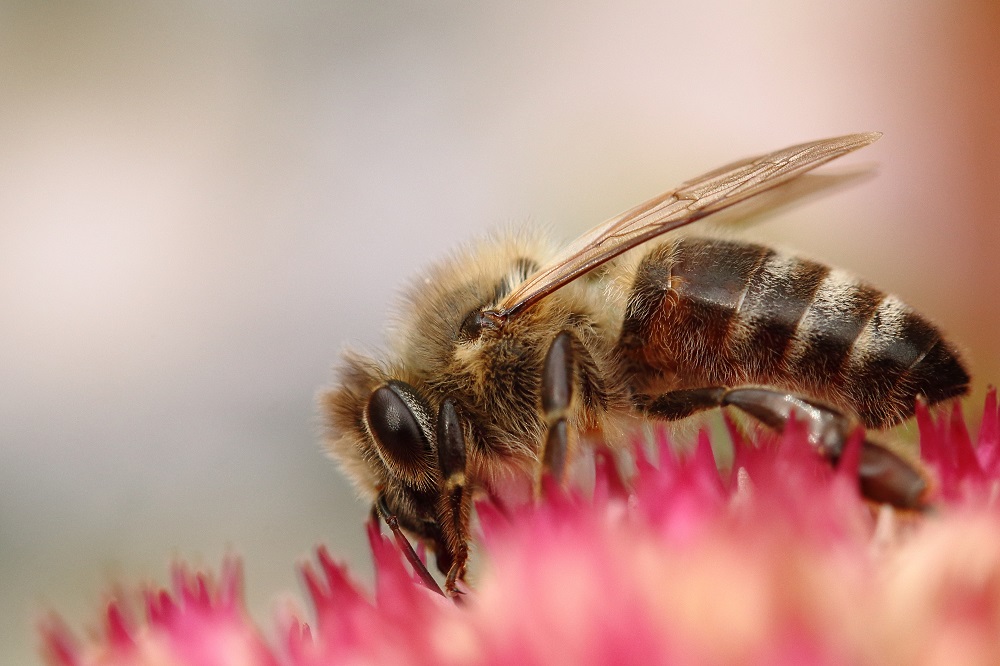 Biene auf Sedum