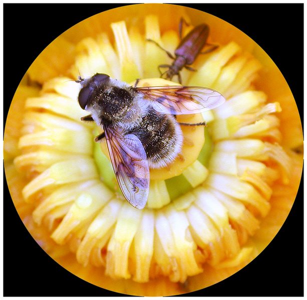 Biene auf Seerose