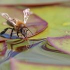 Biene auf Seerosenblatt