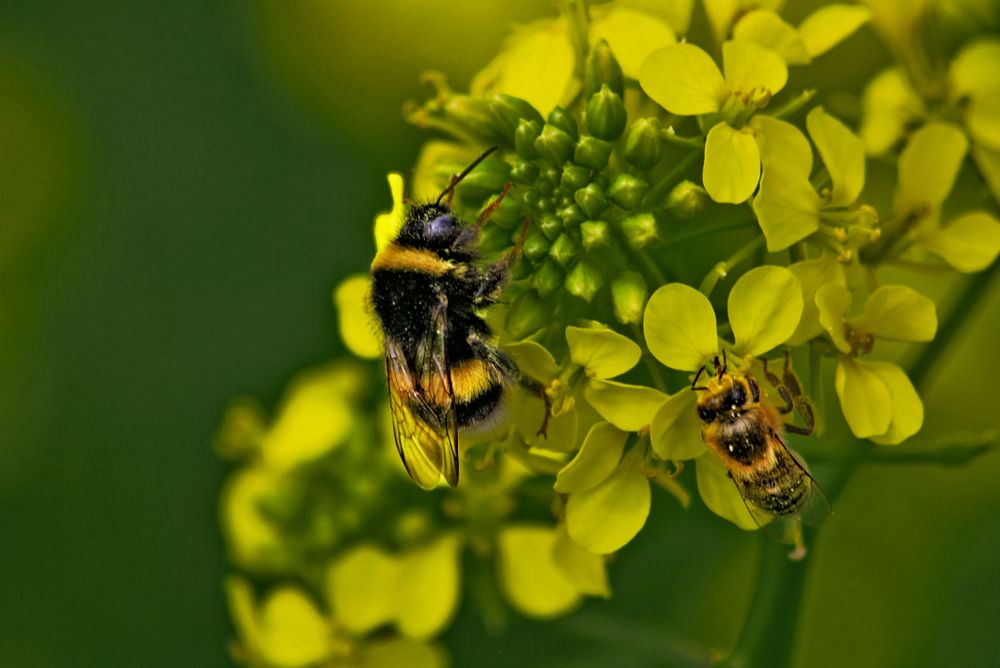 biene auf senf