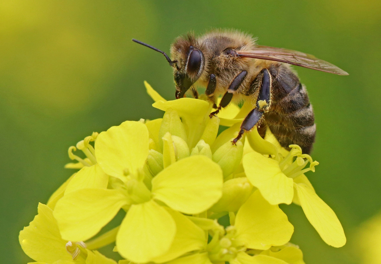 Biene auf Senf-Blüte