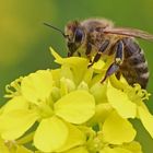 Biene auf Senf-Blüte
