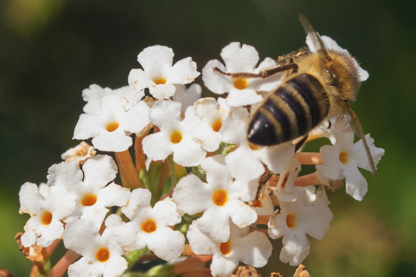 Biene auf Sommerdlieder im September