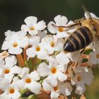 Biene auf Sommerdlieder im September