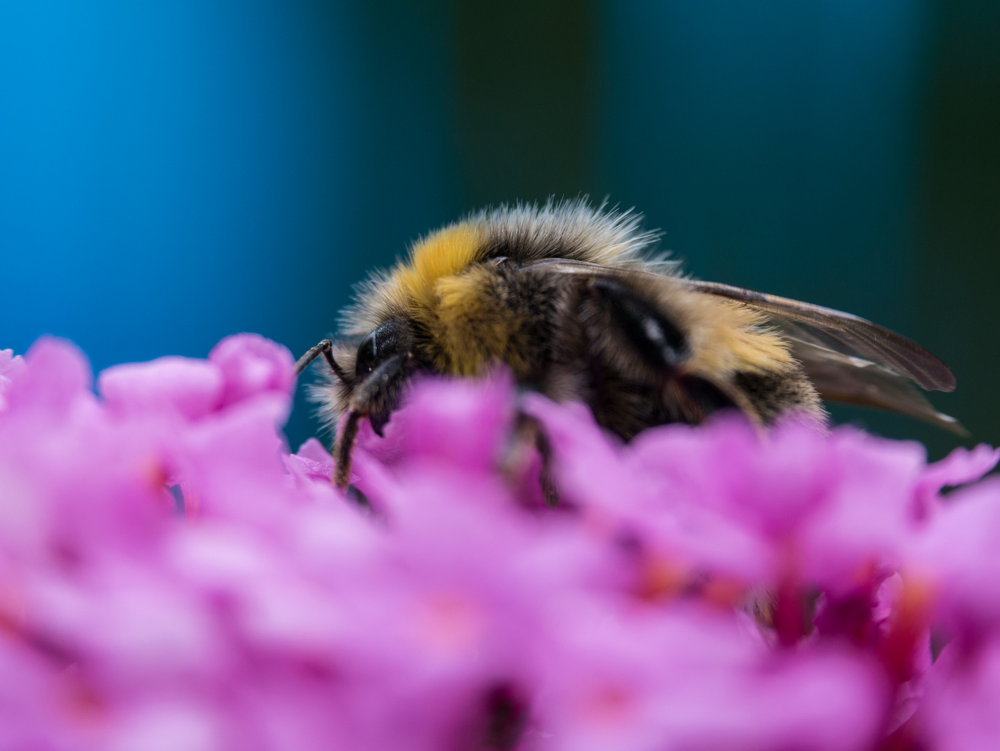 Biene auf Sommerflieder