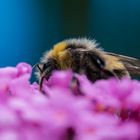 Biene auf Sommerflieder