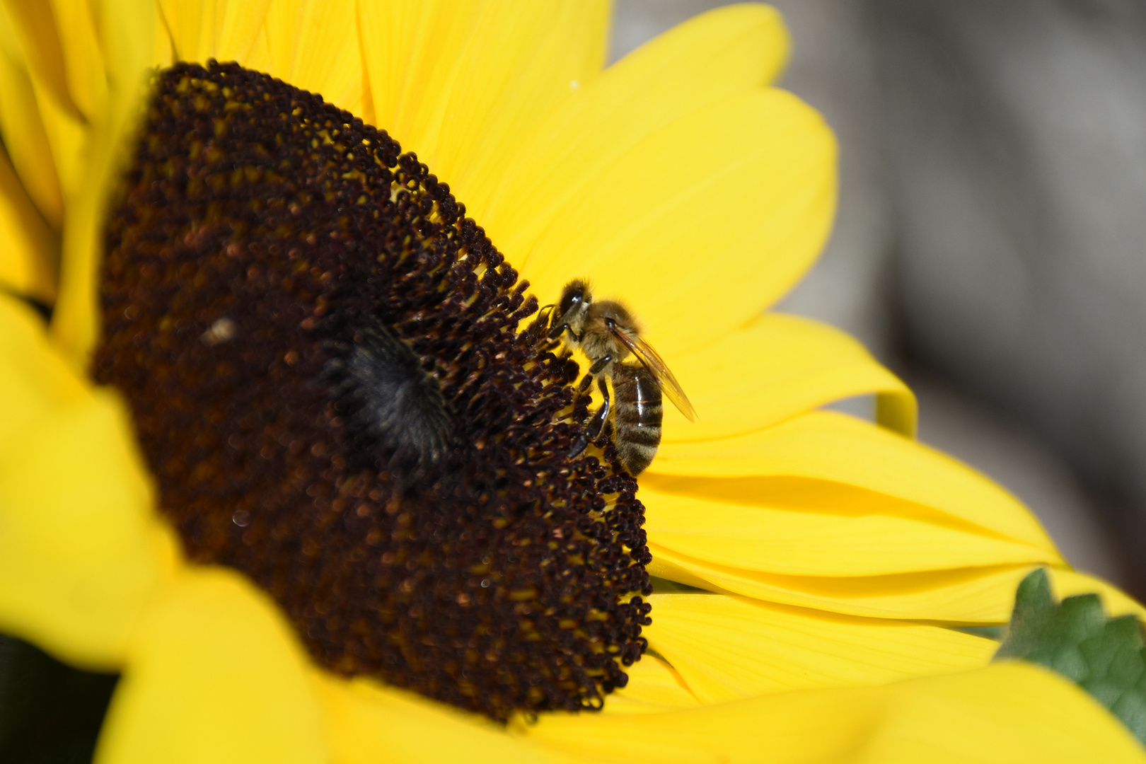 Biene auf Sonnenblume (160716 TD)