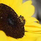Biene auf Sonnenblume (160716 TD)