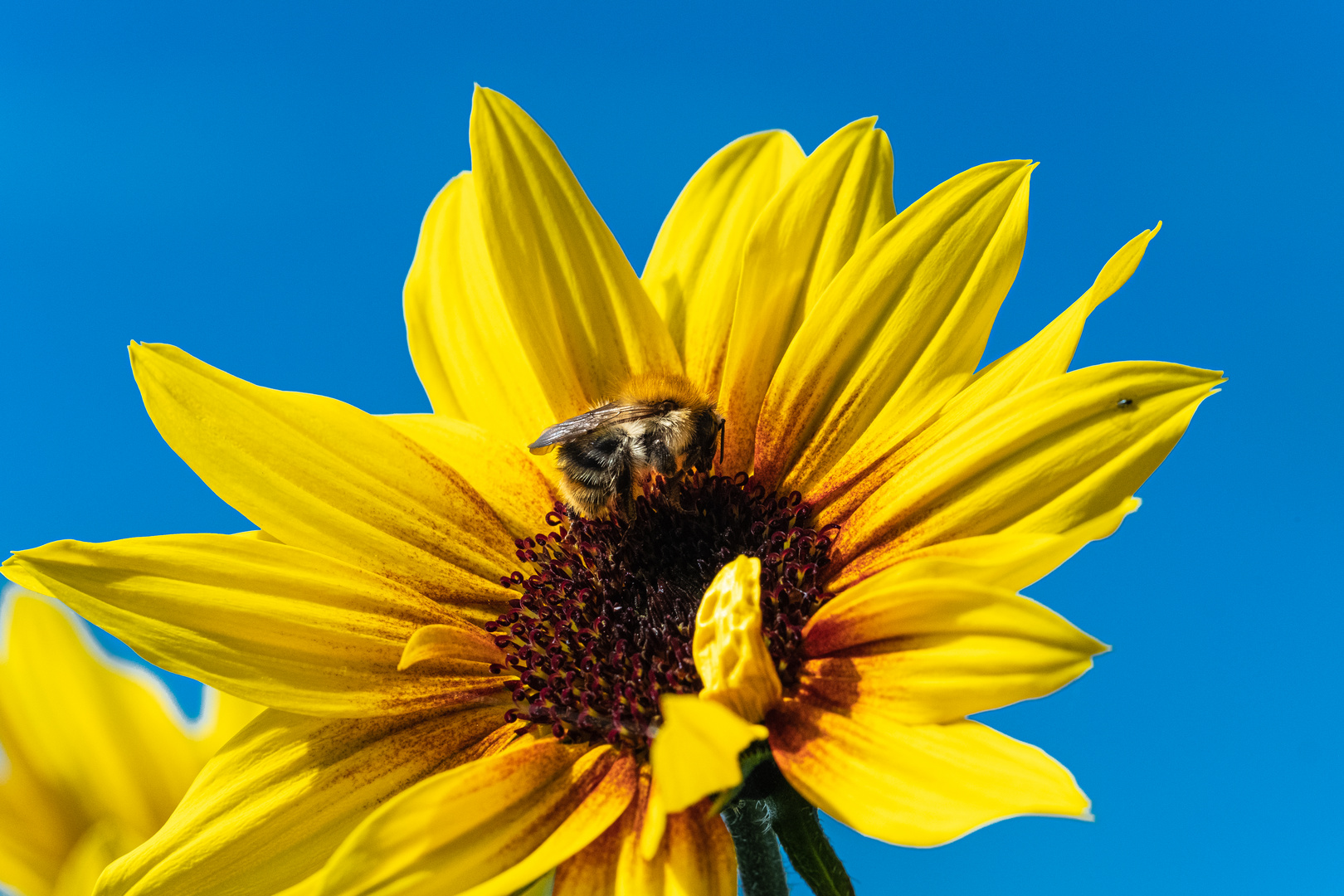 Biene auf Sonnenblume #2