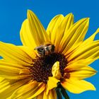 Biene auf Sonnenblume #2