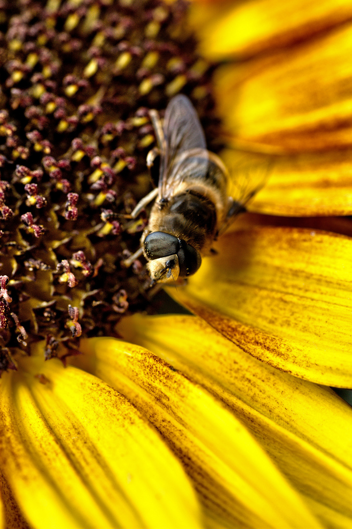 Biene auf Sonnenblume