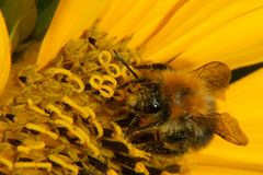 Biene auf Sonnenblume