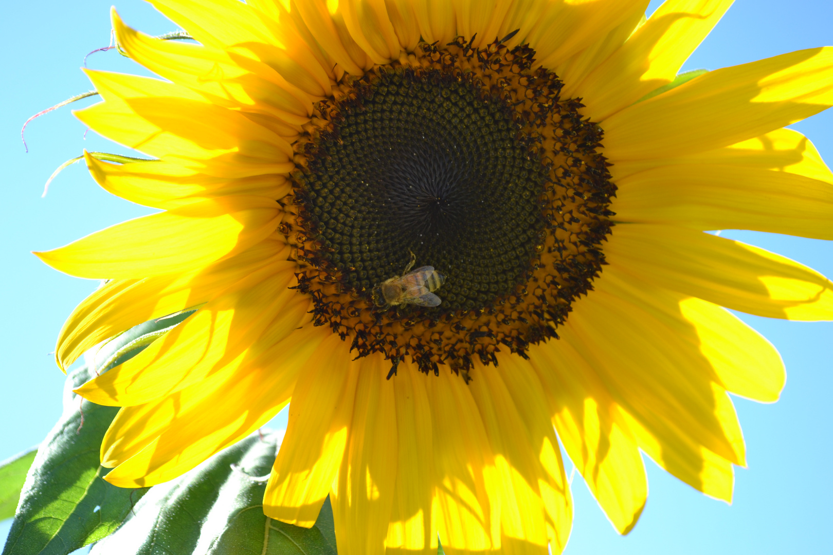 Biene auf Sonnenblume