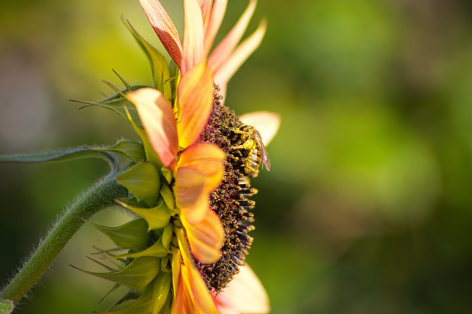 Biene auf Sonnenblume