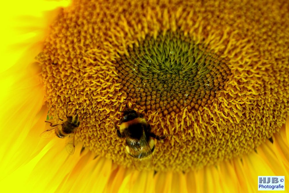 Biene auf Sonnenblume