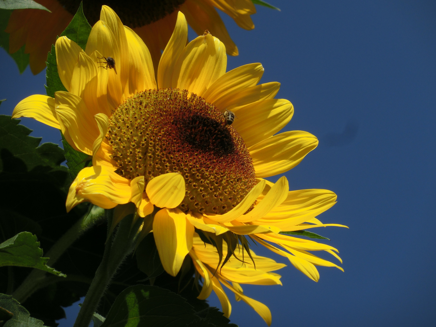 Biene auf Sonnenblume