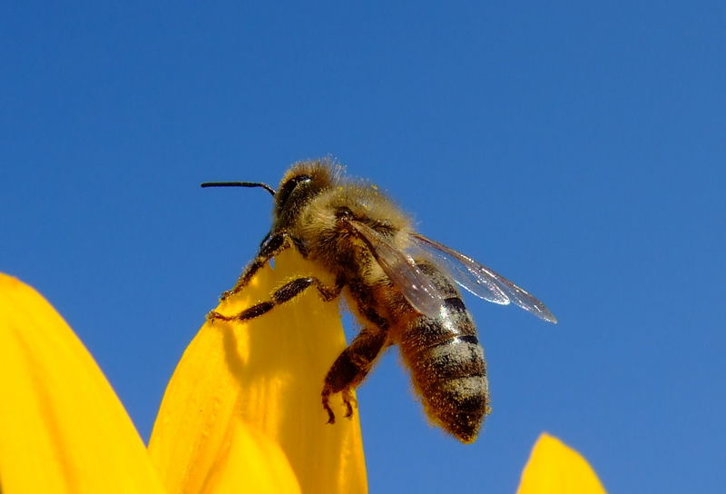 Biene auf Sonnenblume